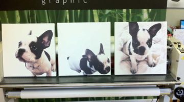 Canvas Prints Doggie Do’s Pet Grooming